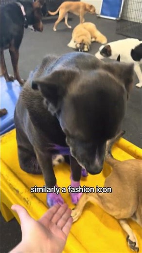 Start placing bets between boxer 1 and boxer 2 🥊 #sequel #voiceover #foryoupage #doggydaycare #dogs