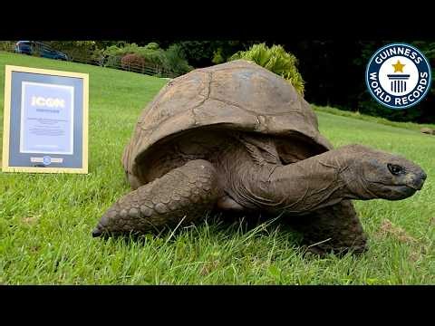 Best Records This Week! (Jonathan Becomes An ICON!) | Guinness World Records