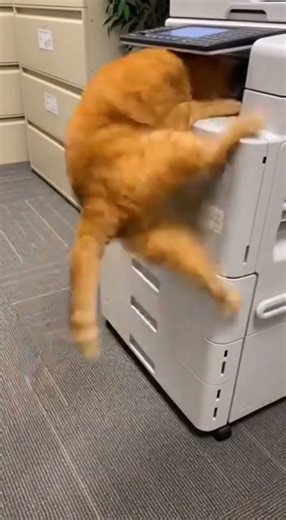 Cat vs Copy Machine: Office Chaos #funnycats #shorts