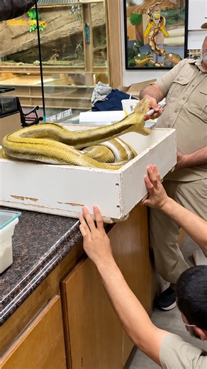 Careful snake relocation disrupted by a massive python