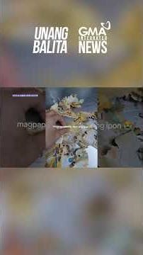 Almost P25,000 worth of savings lost to termites #shorts | Unang Balita