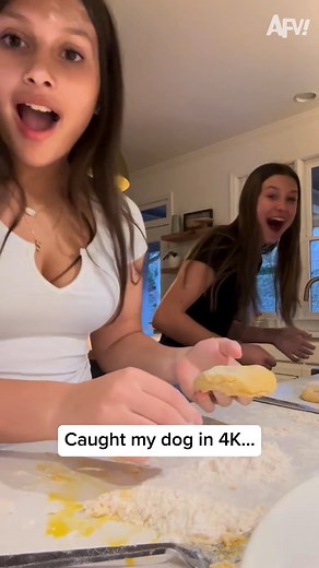 He saw his chance and he took it! 🤣 #afv #dogs #funny | America's Funniest Home Videos