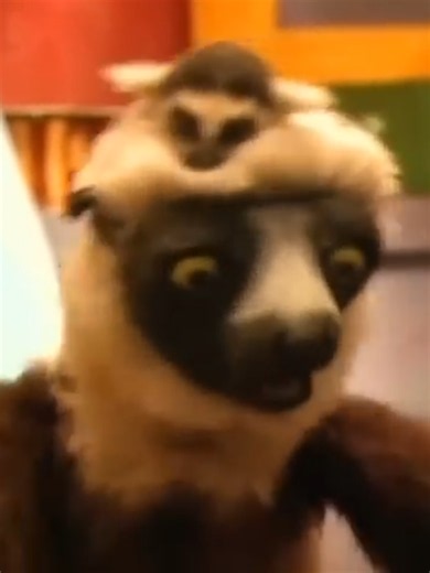 Zoboomafoo: Feliz día del lémur - capítulo 5 (serie infantil 90s)