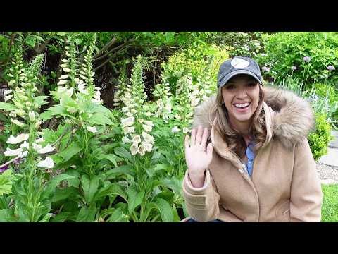 Foxglove Growing Guide!!! How & When to Sow, Plant, & Harvest Foxgloves, Save Seed + Best Varieties!
