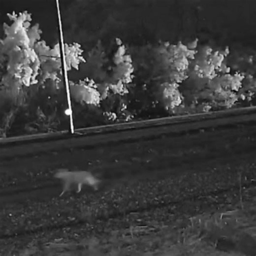 CSX Train Chasing a Coyote