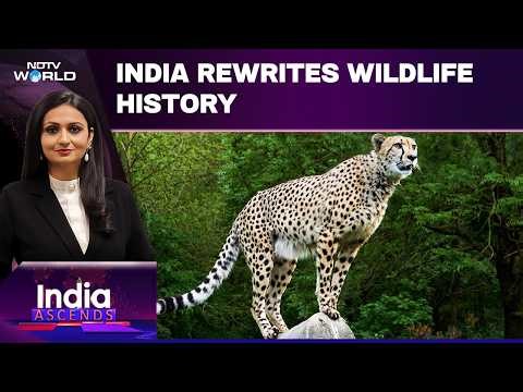 India's Mega Cheetah Comeback | 'Project Cheetah' Brings Big Cats Back From Extinction