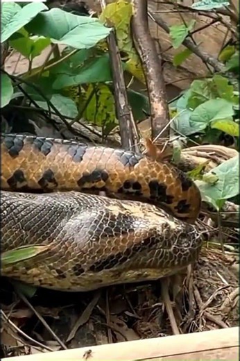 WILD PYTHONS DISCOVERY #subscribe #naturelovers