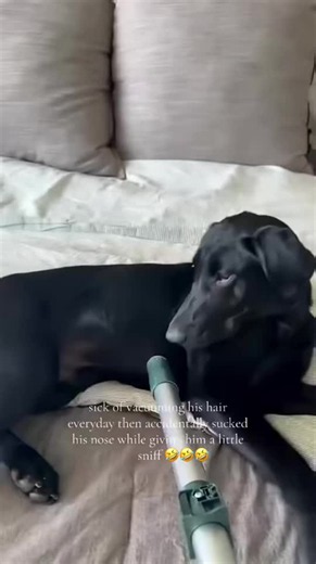 Vaccum vs doggo 🤣 (🎥:@Goose) | doggo clips