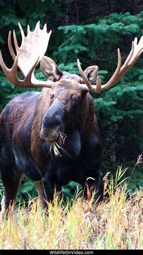 Huge Bull Moose Courting During the Rut