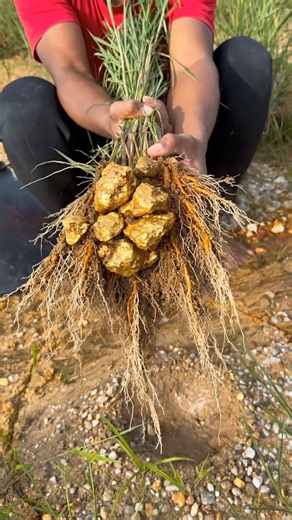 GOLD HIDDEN UNDER THE ROOTS?! 😱 The Discovery Shocked Everyone