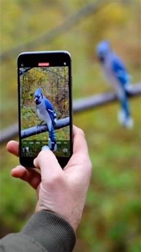 Blue jay bird. #birdingparadise #birdmaster #birdlives #nature #naturelovers #bird #ornithology