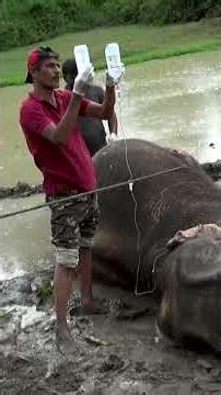 Heartbreaking Elephant Rescue 🐘 Brave Team Saves Injured Giant from Mud Pit