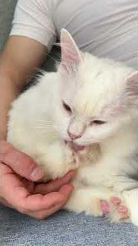 I touched her paw… and she spread her toes to keep grooming 🐾 #cat #cats #kitty #catgrooming