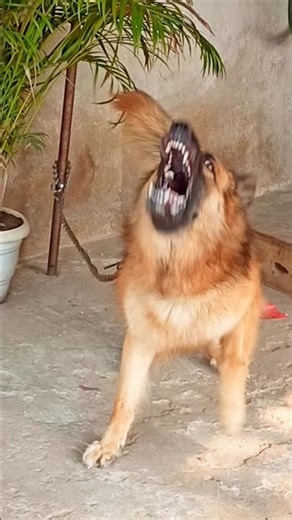 Angry dog barking sound dog barking sound loudly dog #germanshepherd #dogsound #trending #shorts