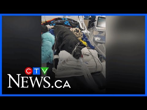 Poison warning for pet owners after black lab’s death