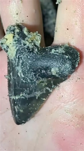 This juvenile megalodon shark tooth fossil was found straight from the ancient ocean floor (now underground). Some people get Megalodons of this size mixed up with Great Whites, but this is a great example of what a juvenile Megalodon shark tooth looks like | SHRKco