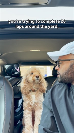 Mini Cockapoo Solves Difficult Math Riddle 😳