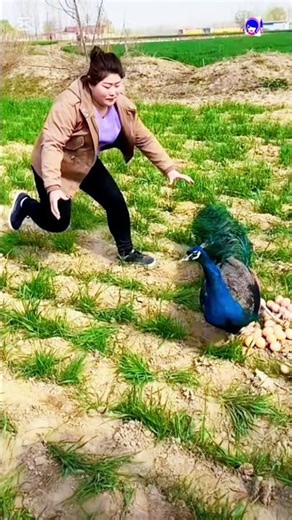 Interesting Peacock Catching Video #peacock #peafowl #shorts