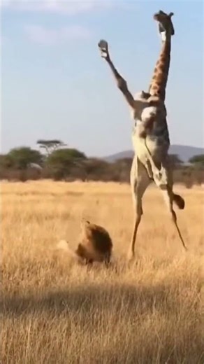 Lion vs giraffe