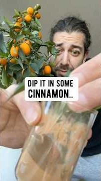 3 DIY gardening hacks | creative explained