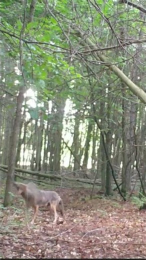Coyote