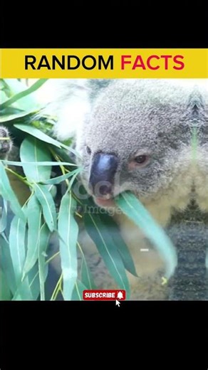 “5 Random Facts That’ll Shock You Today 😳”🔥|| “You Won’t Believe These 5 Facts Are Real 🤯” #facts