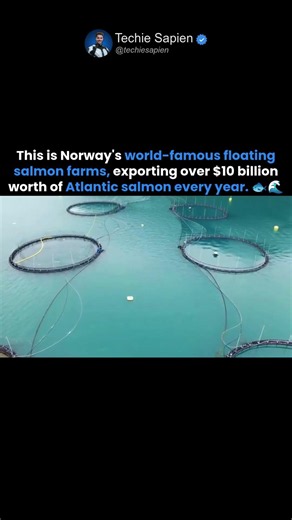 Inside Norway’s $10 Billion Salmon Farms: The Floating Ocean Industry Feeding the World 🐟🇳🇴