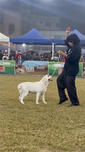 Top Labrador In City Of Joy Kennel Club Dog Show #labrador #calcuttadogshow #shorts #viralshort #dog