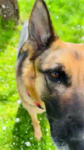 German Shepherd Playing Calmly in Backyard #germanshepherd