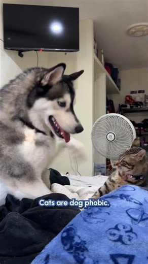 Cats Vs. Dogs