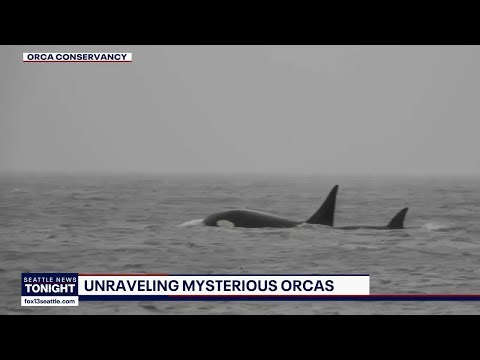 Researchers investigate rare sighting of unidentified killer whales in Puget Sound