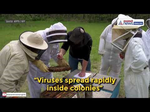 America’s Bees Are Collapsing Right Now | World News