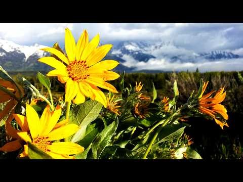 Spring in Wyoming Meadows, Beautiful Relaxing Music, Peaceful Soothing Music, by Tim Janis