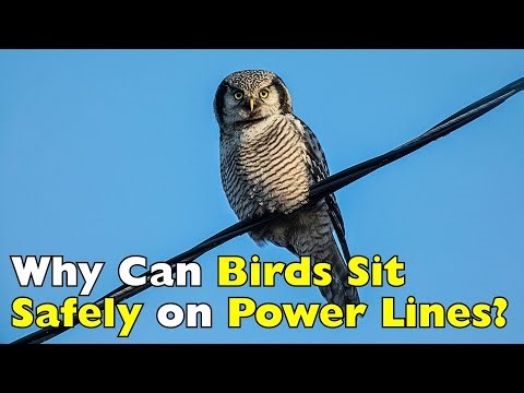 Why Birds Don’t Get Electrocuted on Power Lines [ID0818]