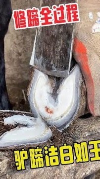 The master trims the donkey's hooves, turning them white as jade.