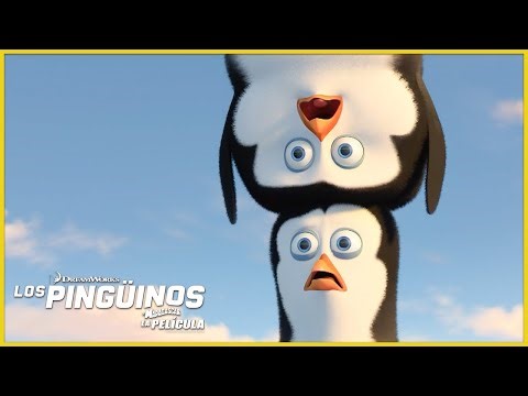 ¡Conoce a los pingüinitos bebés! 🐧🥹 | DreamWorks Madagascar en Español Latino