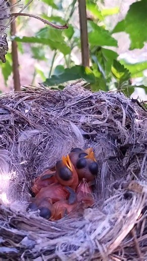 Peaceful Nest Life of Newborn Birds in Nature (p10) #viral #trending #shorts #youtubeshorts #youtube