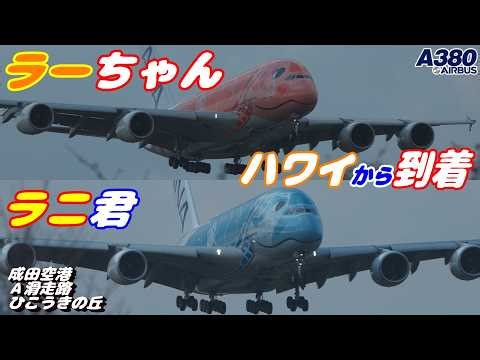 【4K】成田空港 さくらの山公園 ANA超巨大旅客機エアバスA380 ラニ君＆ラーちゃん ハワイから到着