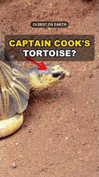 Tu'i Malila: Cook's 188-Year-Old Tortoise?