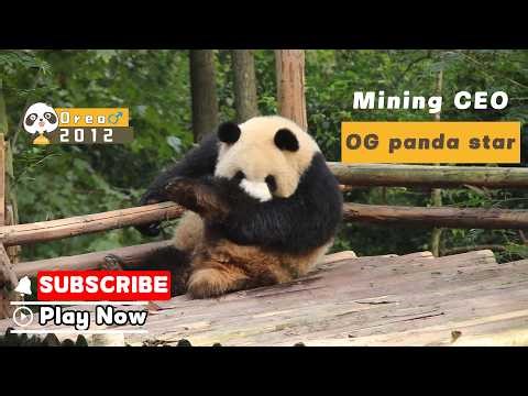 【Panda’s Growing-up Diary】Episode 2 Oreo, More Than Just A Mining CEO | iPanda