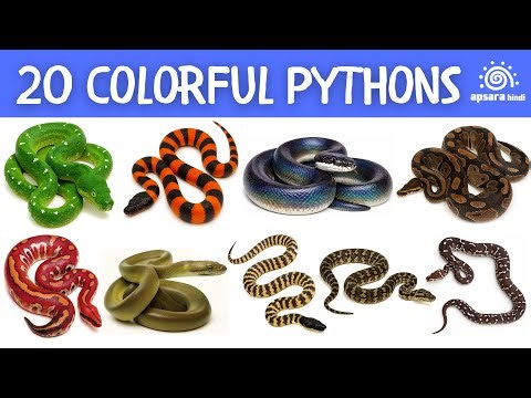 20 साँपों के नाम | Colorful Pythons From Around the World | Beautiful Python Snakes | Apsara Hindi