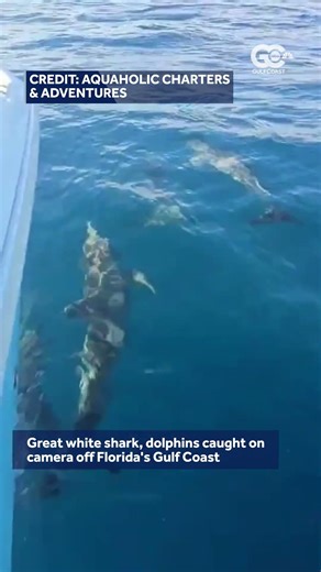 Great white shark and dolphins spotted off Florida's coast
