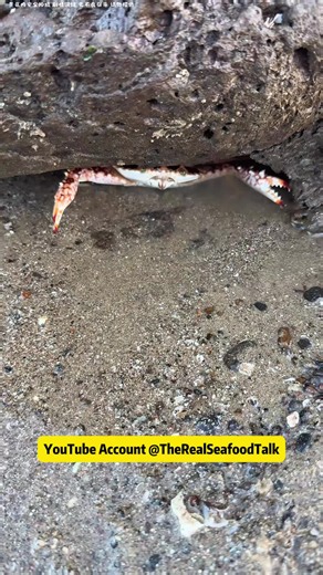 This Sneaky Crab Wouldn't Come Out 🦀😂 A Wild Crab-Catching Adventure #crabcatching #beachlife #crabtok #oceancreatures #seacreatures