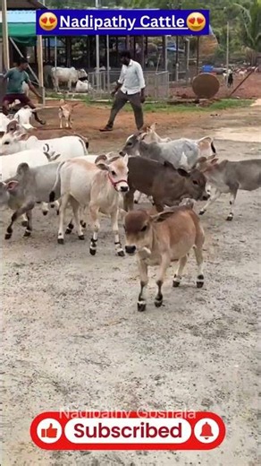 The Cutest little Cows You’ve Ever Seen! 🍼🐮 #viral #cow #reels #funny #yt #farming #