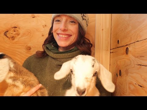Building a Winter Barn for New Goat Kids | Remote Alaska