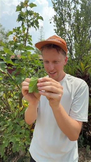 I Found A MAGIC LEAF in Myanmar