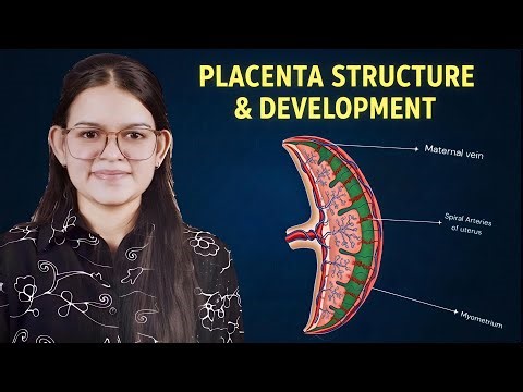 Placenta Anatomy Explained | Structure, Functions & Development BY KRITIKA