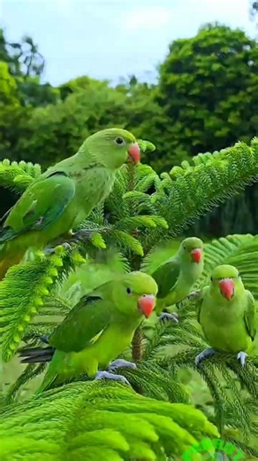 Parrot Calling Sounds