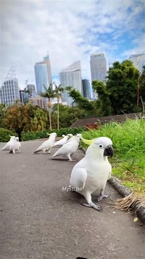 The World's Only Parrot That Can't Fly! 🦜#RareAnimals