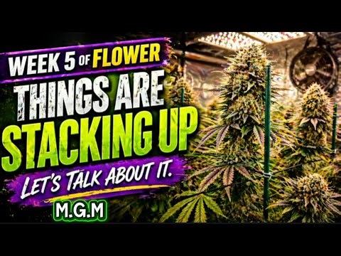 Week 5 of flower let talk